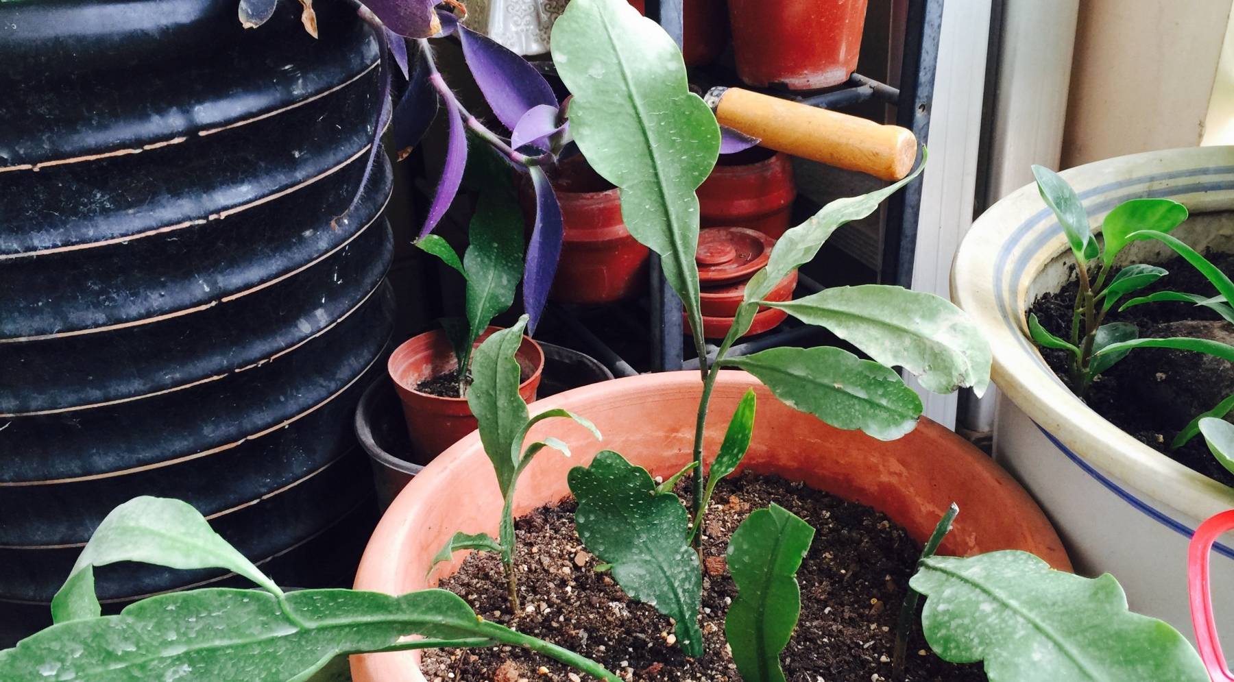 Cây cảnh "mới nổi", dễ chăm sóc, siêng nở hoa, mùi thơm ngát, là mỹ nhân dưới trăng lộng lẫy - Ảnh 7.