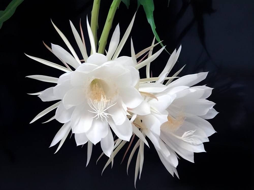 Cây cảnh "mới nổi", dễ chăm sóc, siêng nở hoa, mùi thơm ngát, là mỹ nhân dưới trăng lộng lẫy - Ảnh 6.