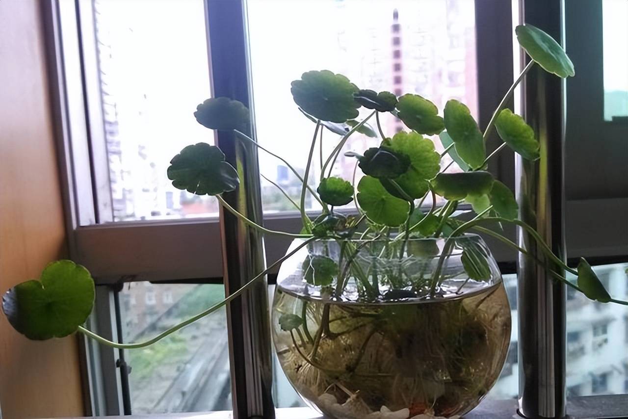 Những cây cảnh đặt ở phòng khách rất đẹp nhưng người ưa sạch sẽ lại ghét bỏ - Ảnh 9.