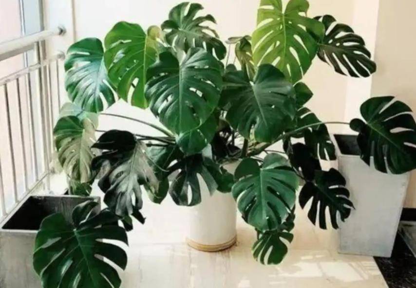 Những cây cảnh đặt ở phòng khách rất đẹp nhưng người ưa sạch sẽ lại ghét bỏ - Ảnh 6.