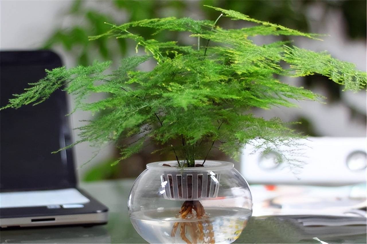 Những cây cảnh đặt ở phòng khách rất đẹp nhưng người ưa sạch sẽ lại ghét bỏ - Ảnh 8.