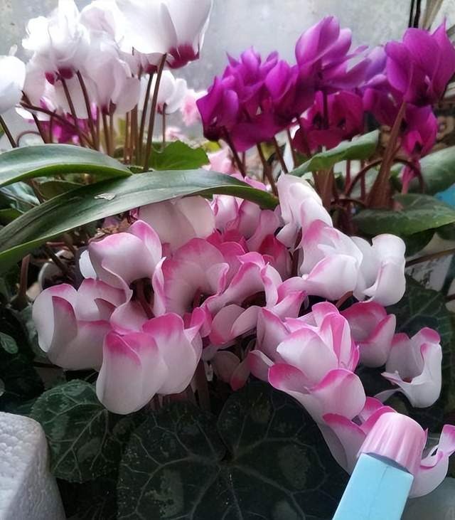 Mùa hè, 3 cây cảnh "mong manh" không được phơi mưa, không được tưới ướt lá - Ảnh 6.