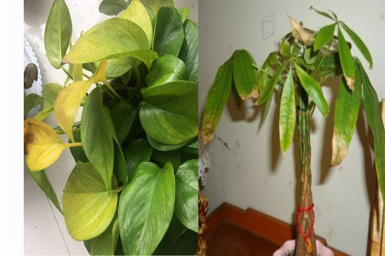 Cây cảnh trồng ở vị trí này trong nhà chỉ 3 ngày là vàng úa, héo rũ - Ảnh 2. Cây cảnh trồng ở vị trí này trong nhà chỉ 3 ngày là vàng úa, héo rũ - Ảnh 2.