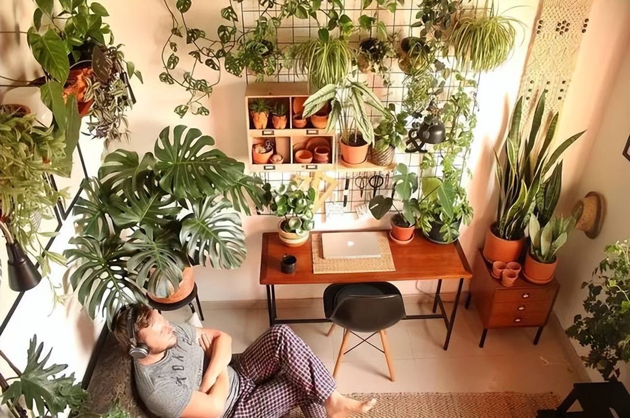 Cây cảnh trồng ở vị trí này trong nhà chỉ 3 ngày là vàng úa, héo rũ - Ảnh 1. Cây cảnh trồng ở vị trí này trong nhà chỉ 3 ngày là vàng úa, héo rũ - Ảnh 1.