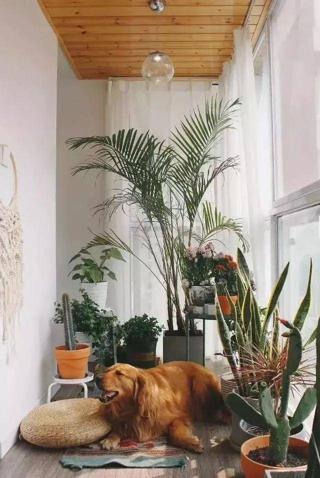 Cây cảnh trồng ở vị trí này trong nhà chỉ 3 ngày là vàng úa, héo rũ - Ảnh 5. Cây cảnh trồng ở vị trí này trong nhà chỉ 3 ngày là vàng úa, héo rũ - Ảnh 5.