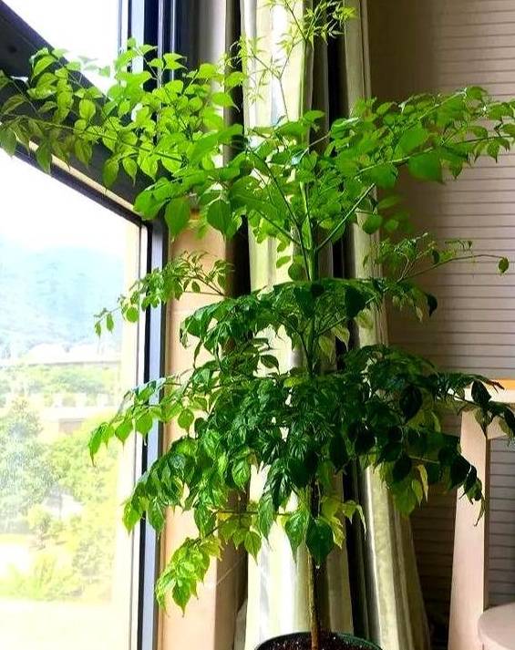 Đặt 4 cây cảnh phong thủy này đúng vị trí giúp gia đình thịnh vượng, hút tài, chiêu lộc - Ảnh 4.