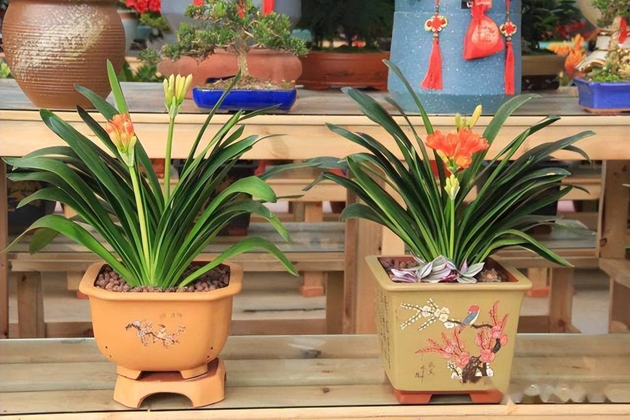 Đặt 4 cây cảnh phong thủy này đúng vị trí giúp gia đình thịnh vượng, hút tài, chiêu lộc - Ảnh 3.