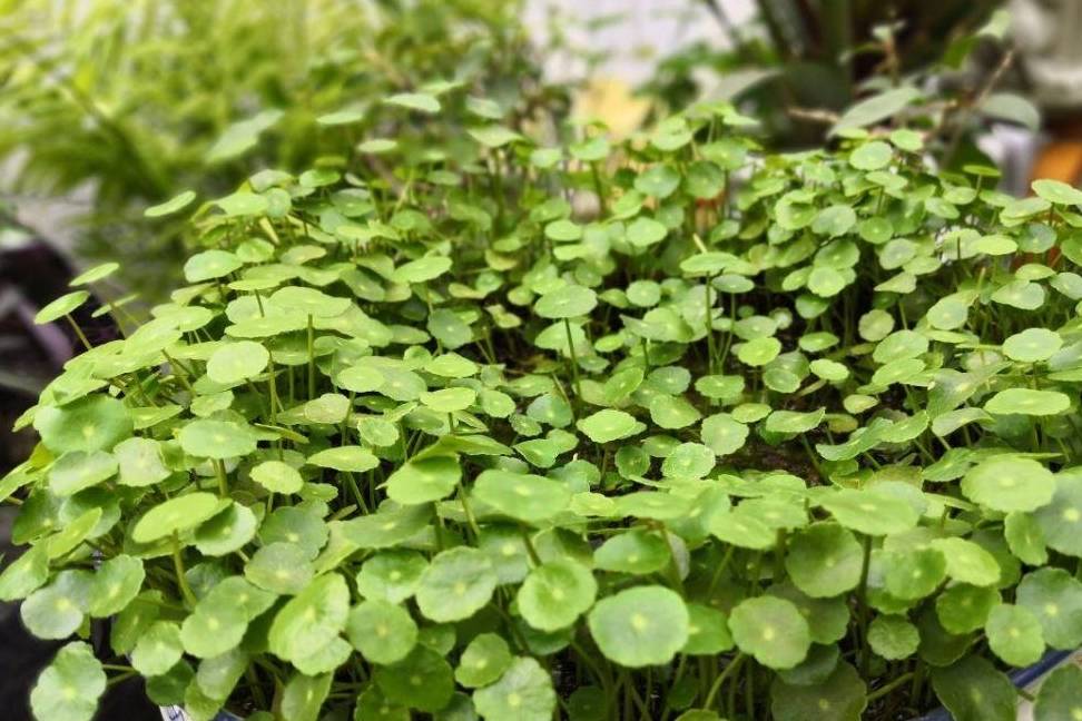 Mùa hè nóng bức, quẳng ngay cây cảnh nào vào nước, cây sống khỏe, người nhàn nhã - Ảnh 1.
