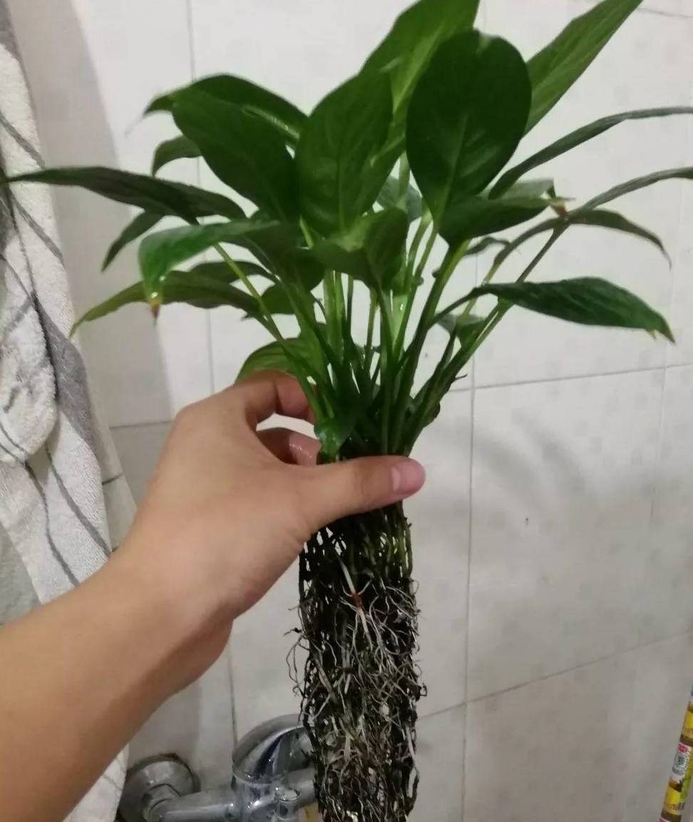 Mùa hè nóng bức, quẳng ngay cây cảnh nào vào nước, cây sống khỏe, người nhàn nhã - Ảnh 10.