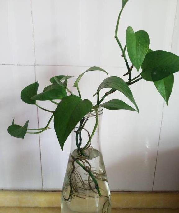 Mùa hè nóng bức, quẳng ngay cây cảnh nào vào nước, cây sống khỏe, người nhàn nhã - Ảnh 14.