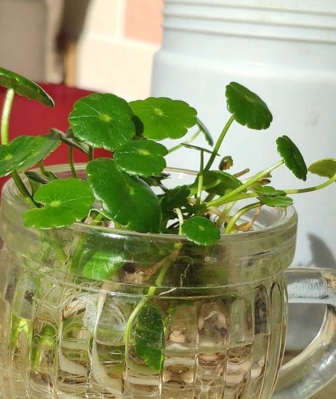 Mùa hè nóng bức, quẳng ngay cây cảnh nào vào nước, cây sống khỏe, người nhàn nhã - Ảnh 4.