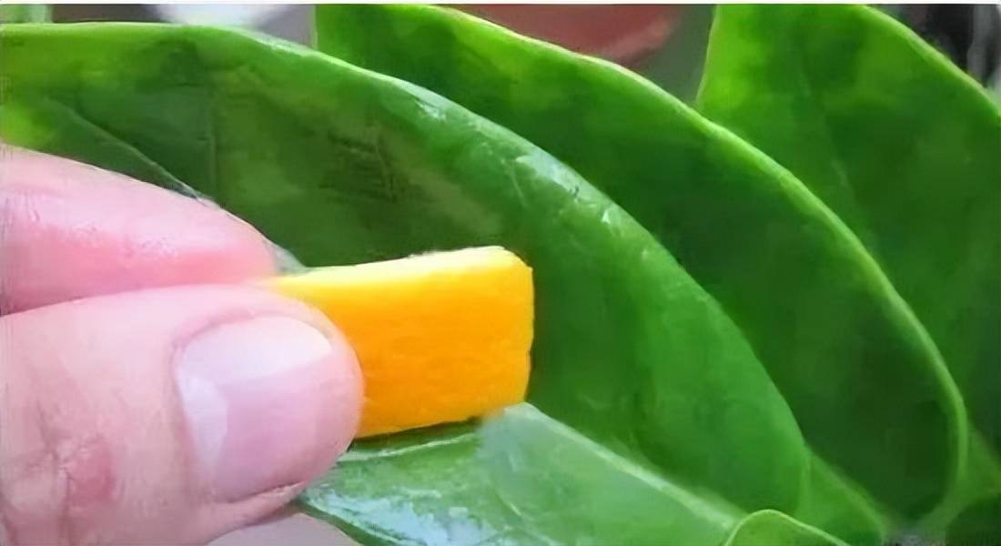 Đừng vội vứt "thần dược" tốt cho cây cảnh, có thể giúp lá xanh tươi, hoa rực rỡ, tràn đầy sức sống - Ảnh 10.