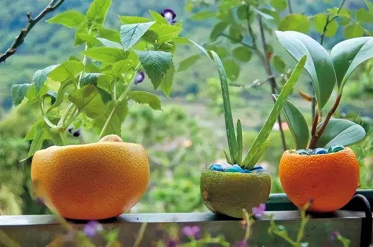 Đừng vội vứt "thần dược" tốt cho cây cảnh, có thể giúp lá xanh tươi, hoa rực rỡ, tràn đầy sức sống - Ảnh 11.