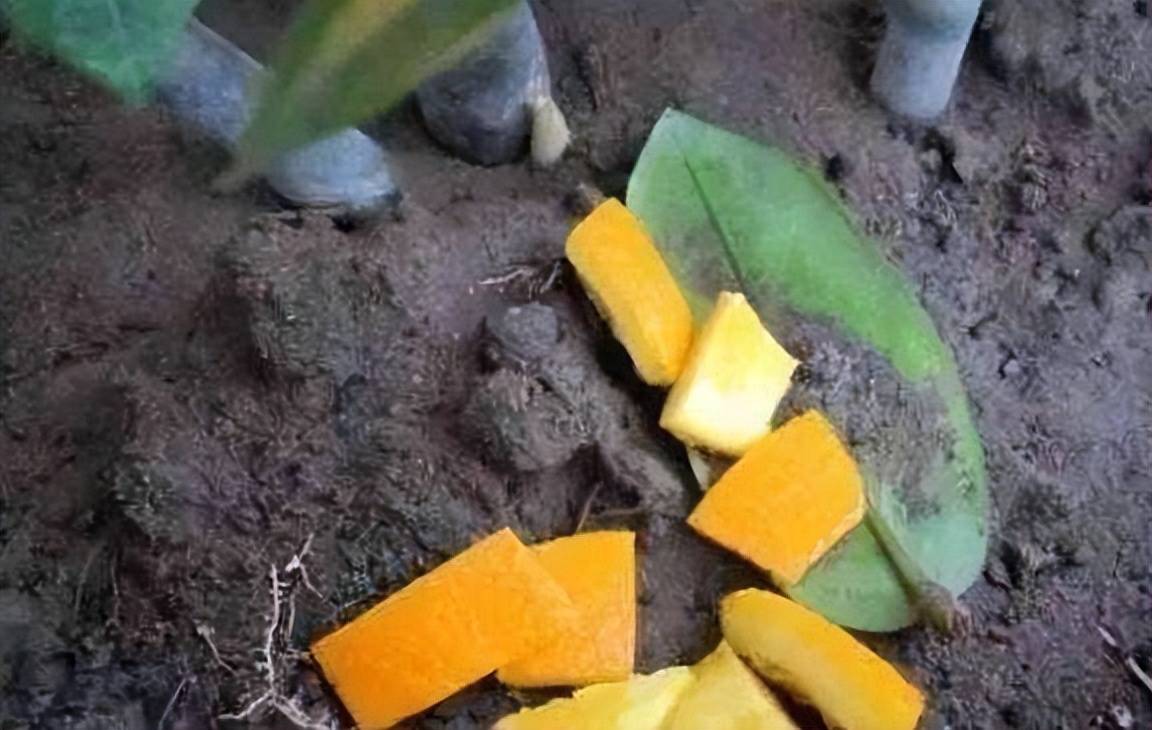 Đừng vội vứt "thần dược" tốt cho cây cảnh, có thể giúp lá xanh tươi, hoa rực rỡ, tràn đầy sức sống - Ảnh 6.