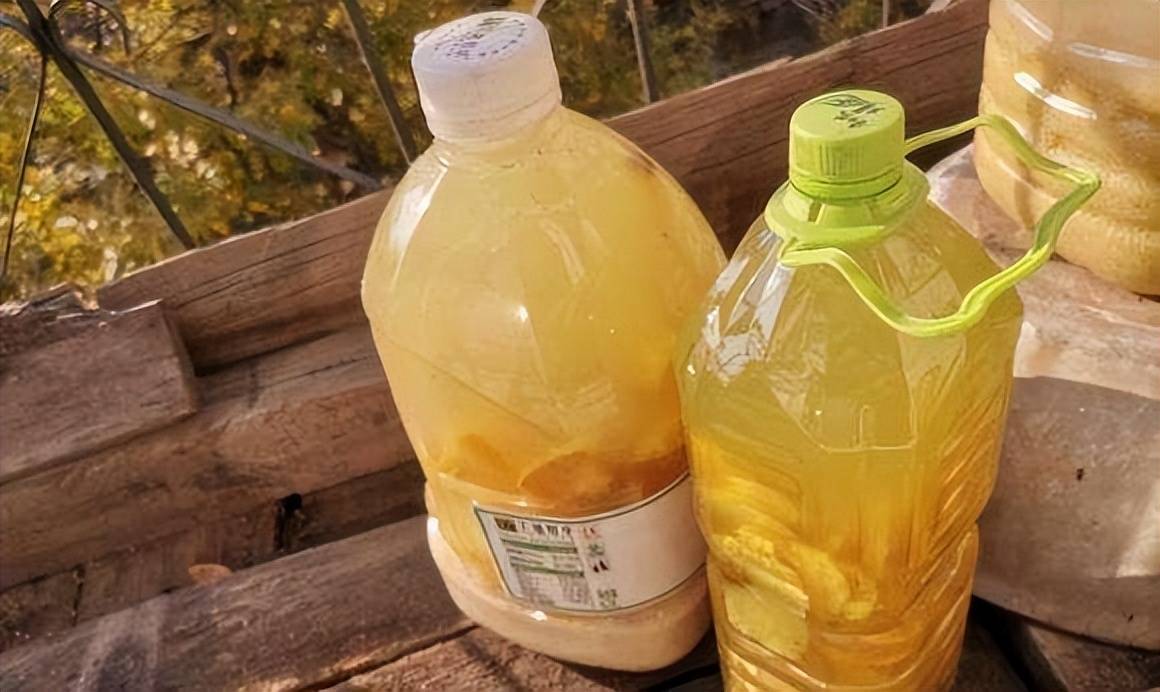 Đừng vội vứt "thần dược" tốt cho cây cảnh, có thể giúp lá xanh tươi, hoa rực rỡ, tràn đầy sức sống - Ảnh 7.