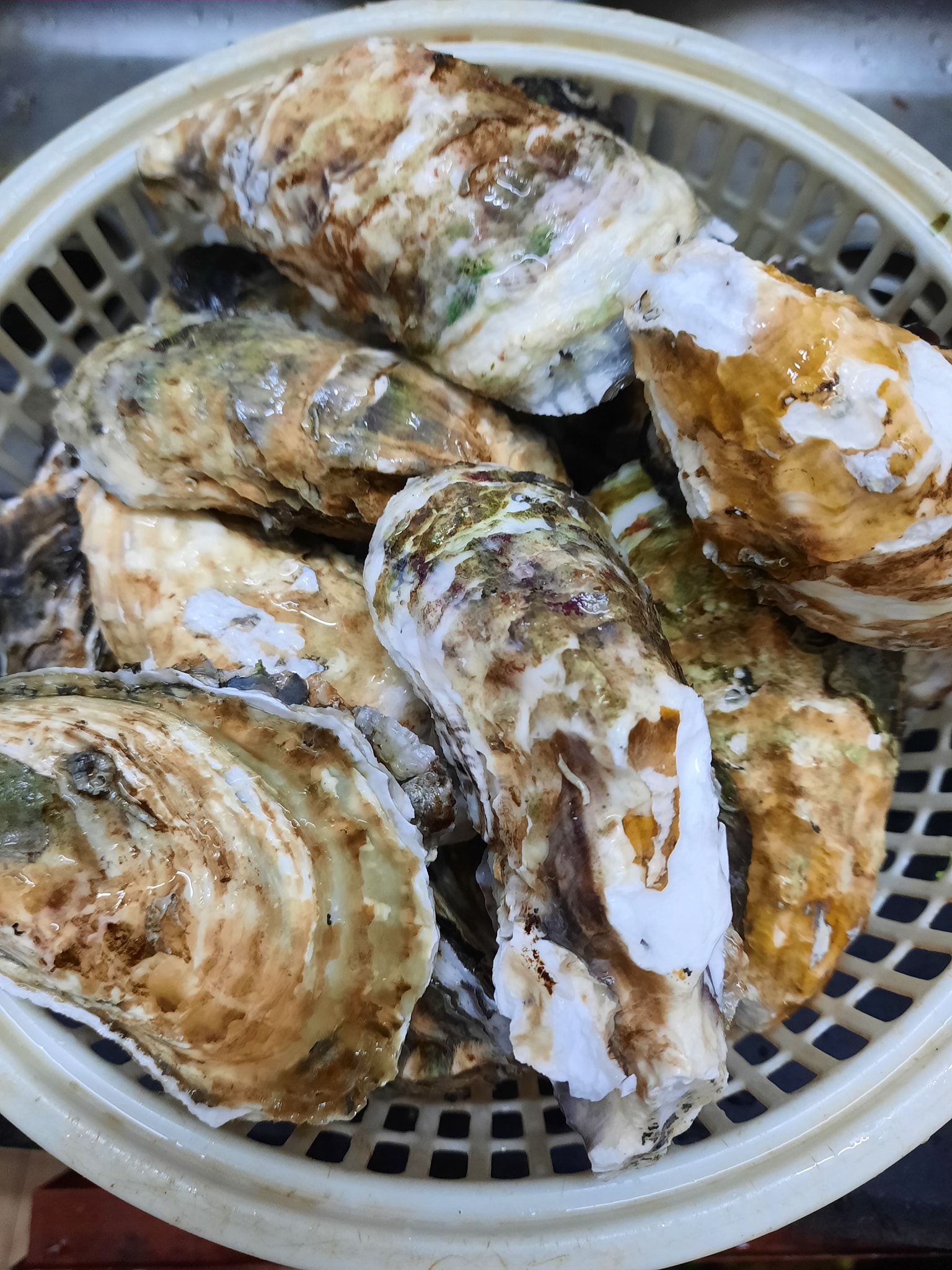 Mách bạn cách tách vỏ hàu vừa nhanh vừa dễ - Ảnh 2.