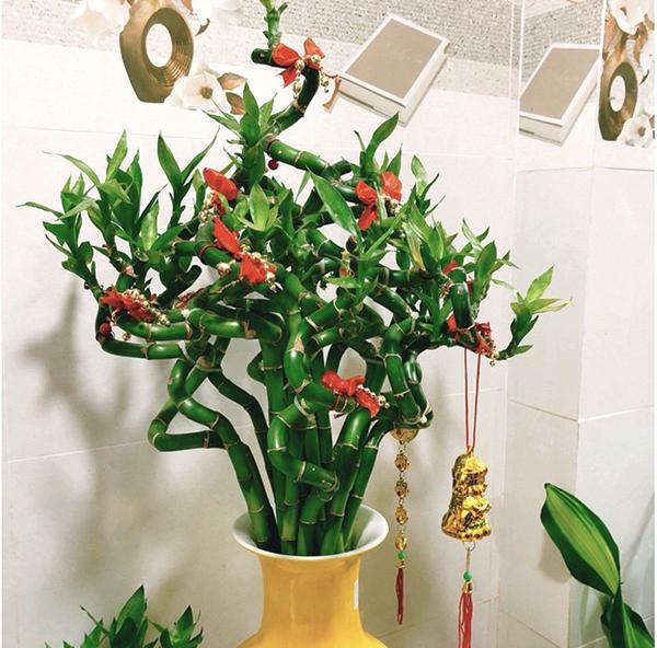 Top 9 cây phát lộc nên trồng để tài lộc vào nhà như lũ - Ảnh 12. Top 9 cây phát lộc nên trồng để tài lộc vào nhà như lũ - Ảnh 12.