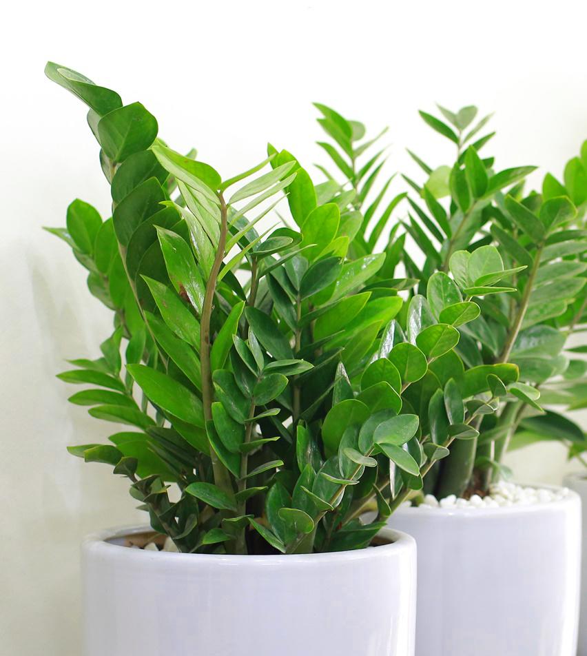 Top 9 cây phát lộc nên trồng để tài lộc vào nhà như lũ - Ảnh 2. Top 9 cây phát lộc nên trồng để tài lộc vào nhà như lũ - Ảnh 2.