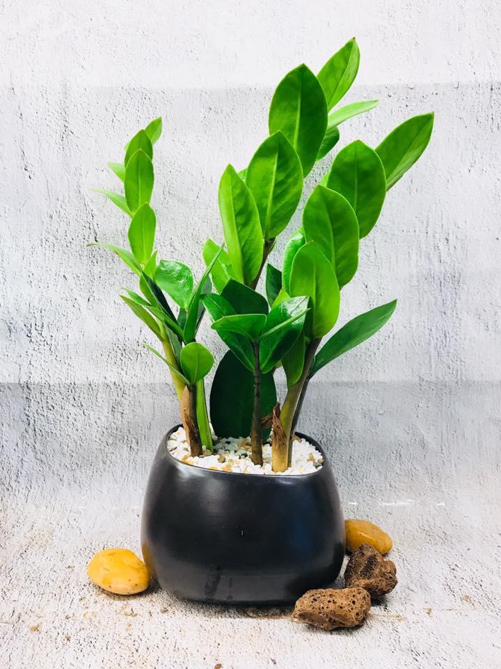 Top 9 cây phát lộc nên trồng để tài lộc vào nhà như lũ - Ảnh 11. Top 9 cây phát lộc nên trồng để tài lộc vào nhà như lũ - Ảnh 11.