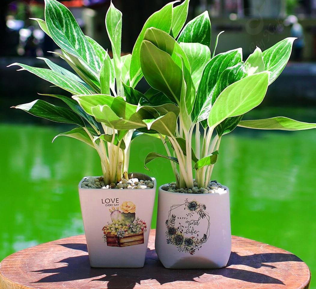Top 9 cây phát lộc nên trồng để tài lộc vào nhà như lũ - Ảnh 3. Top 9 cây phát lộc nên trồng để tài lộc vào nhà như lũ - Ảnh 3.