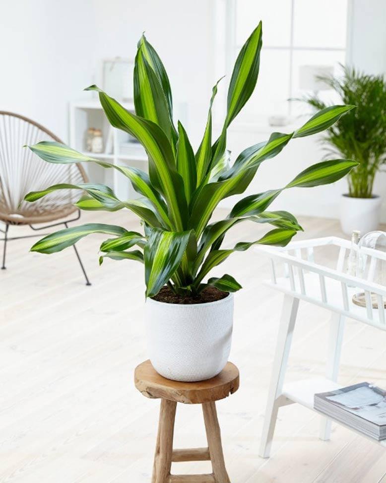 Top 9 cây phát lộc nên trồng để tài lộc vào nhà như lũ - Ảnh 4. Top 9 cây phát lộc nên trồng để tài lộc vào nhà như lũ - Ảnh 4.