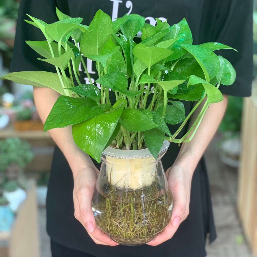 Top 9 cây phát lộc nên trồng để tài lộc vào nhà như lũ - Ảnh 13. Top 9 cây phát lộc nên trồng để tài lộc vào nhà như lũ - Ảnh 13.