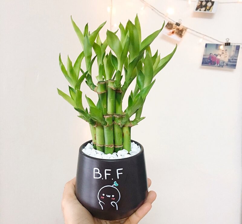 Top 9 cây phát lộc nên trồng để tài lộc vào nhà như lũ - Ảnh 6. Top 9 cây phát lộc nên trồng để tài lộc vào nhà như lũ - Ảnh 6.