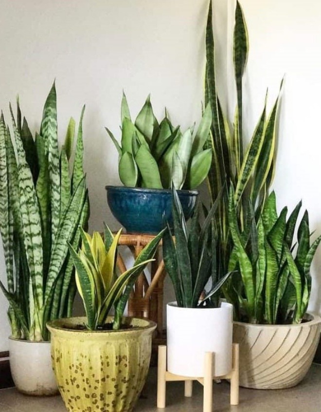 Không phải nước vo gạo, loại cay xé lưỡi này mới là thần dược, tưới 1 chút hoa nở bung - Ảnh 2.
