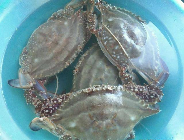 Hấp ghẹ cho thẳng vào nồi, bảo sao ghẹ mất chân, xỉn màu, ăn không ngon - Ảnh 3.