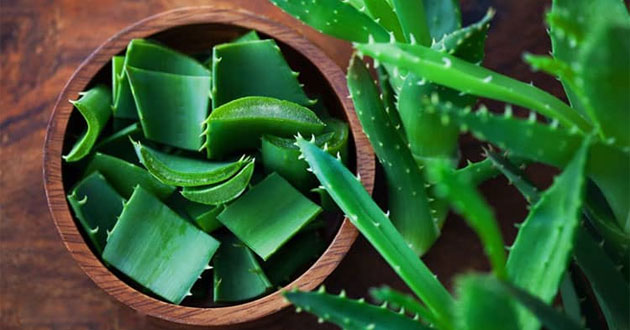 4 loại cây cảnh chịu hạn cực tốt, thỉnh thoảng quên tưới vẫn xanh tươi mơn mởn - Ảnh 2.