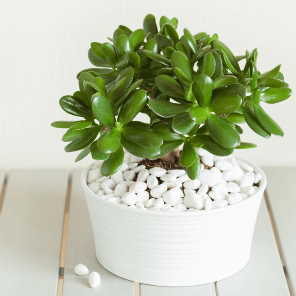 4 loại cây cảnh chịu hạn cực tốt, thỉnh thoảng quên tưới vẫn xanh tươi mơn mởn - Ảnh 4.