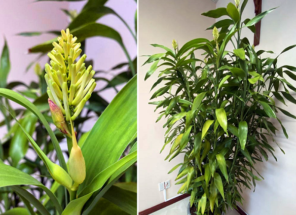 5 cây cảnh này đột nhiên ra hoa, gia chủ nên chuẩn bị sẵn “túi 3 gang mà đựng vàng” - Ảnh 1.