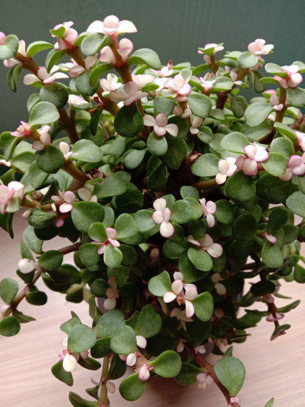 5 cây cảnh này đột nhiên ra hoa, gia chủ nên chuẩn bị sẵn “túi 3 gang mà đựng vàng” - Ảnh 3.