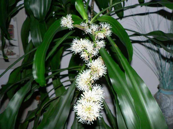 5 cây cảnh này đột nhiên ra hoa, gia chủ nên chuẩn bị sẵn “túi 3 gang mà đựng vàng” - Ảnh 5.