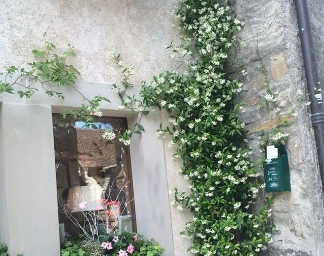 Cũng là hoa nhài nhưng cây cảnh này lạ lắm, bạn có thể "ngất" vì mùi thơm thần tiên - Ảnh 8.