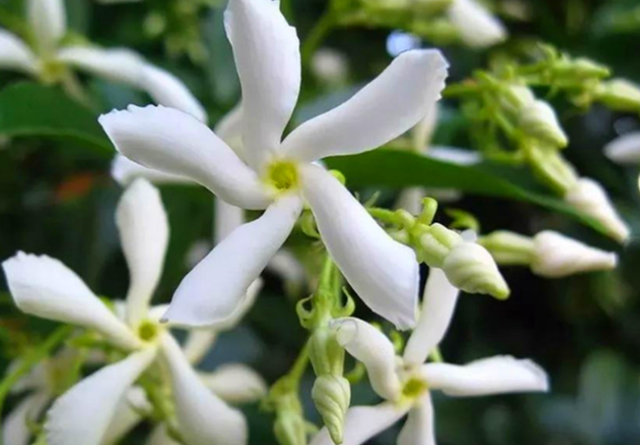 Cũng là hoa nhài nhưng cây cảnh này lạ lắm, bạn có thể "ngất" vì mùi thơm thần tiên - Ảnh 2.