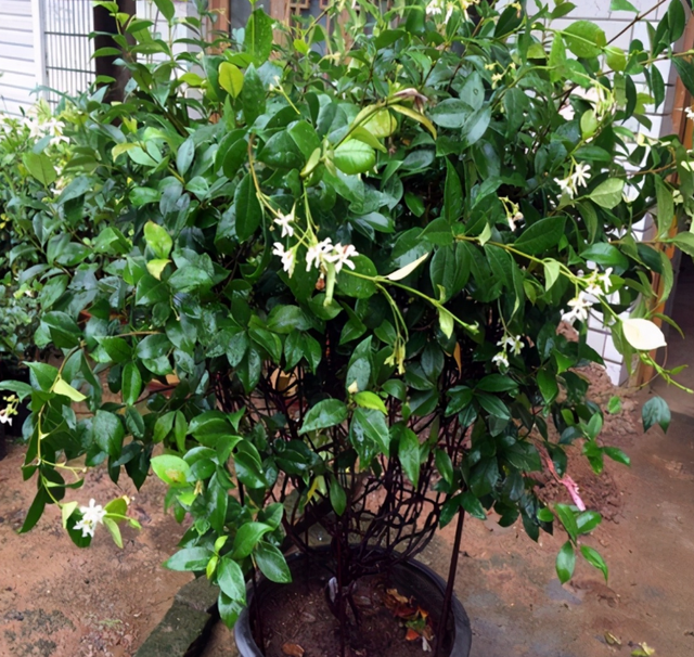 Cũng là hoa nhài nhưng cây cảnh này lạ lắm, bạn có thể "ngất" vì mùi thơm thần tiên - Ảnh 4.