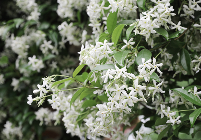 Cũng là hoa nhài nhưng cây cảnh này lạ lắm, bạn có thể "ngất" vì mùi thơm thần tiên - Ảnh 3.