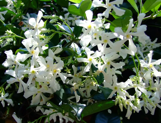 Cũng là hoa nhài nhưng cây cảnh này lạ lắm, bạn có thể "ngất" vì mùi thơm thần tiên - Ảnh 9.