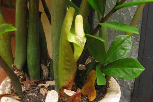 5 cây cảnh này đột nhiên ra hoa, gia chủ nên chuẩn bị sẵn “túi 3 gang mà đựng vàng” - Ảnh 2.