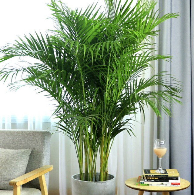 4 cây cảnh tốt cho sức khỏe, bày trong nhà vừa sang trọng, vừa chiêu tài, rước lộc cho gia chủ - Ảnh 4.