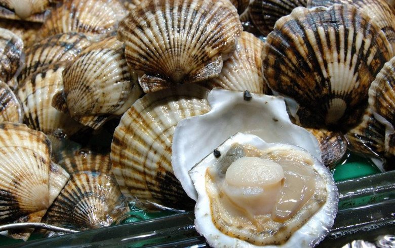Hấp sò điệp dùng nước sôi hay lạnh? Nhiều người làm sai bảo sao sò không ngon - Ảnh 1. Hấp sò điệp dùng nước sôi hay lạnh? Nhiều người làm sai bảo sao sò không ngon - Ảnh 1.