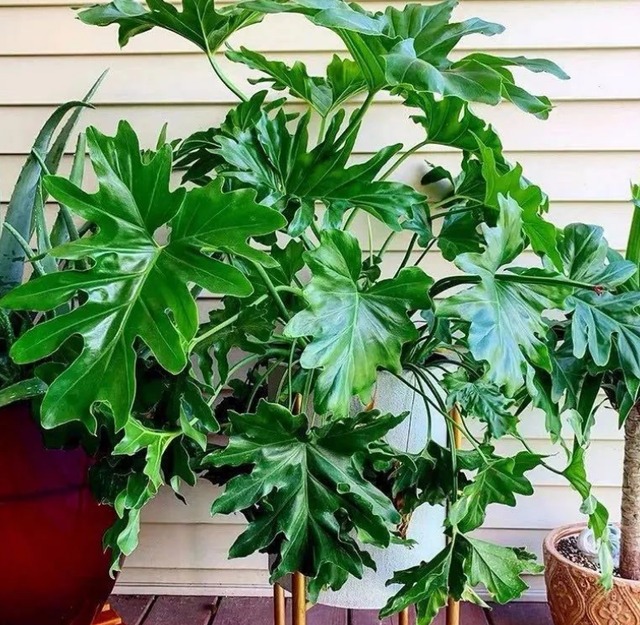 4 cây cảnh tốt cho sức khỏe, bày trong nhà vừa sang trọng, vừa chiêu tài, rước lộc cho gia chủ - Ảnh 7.