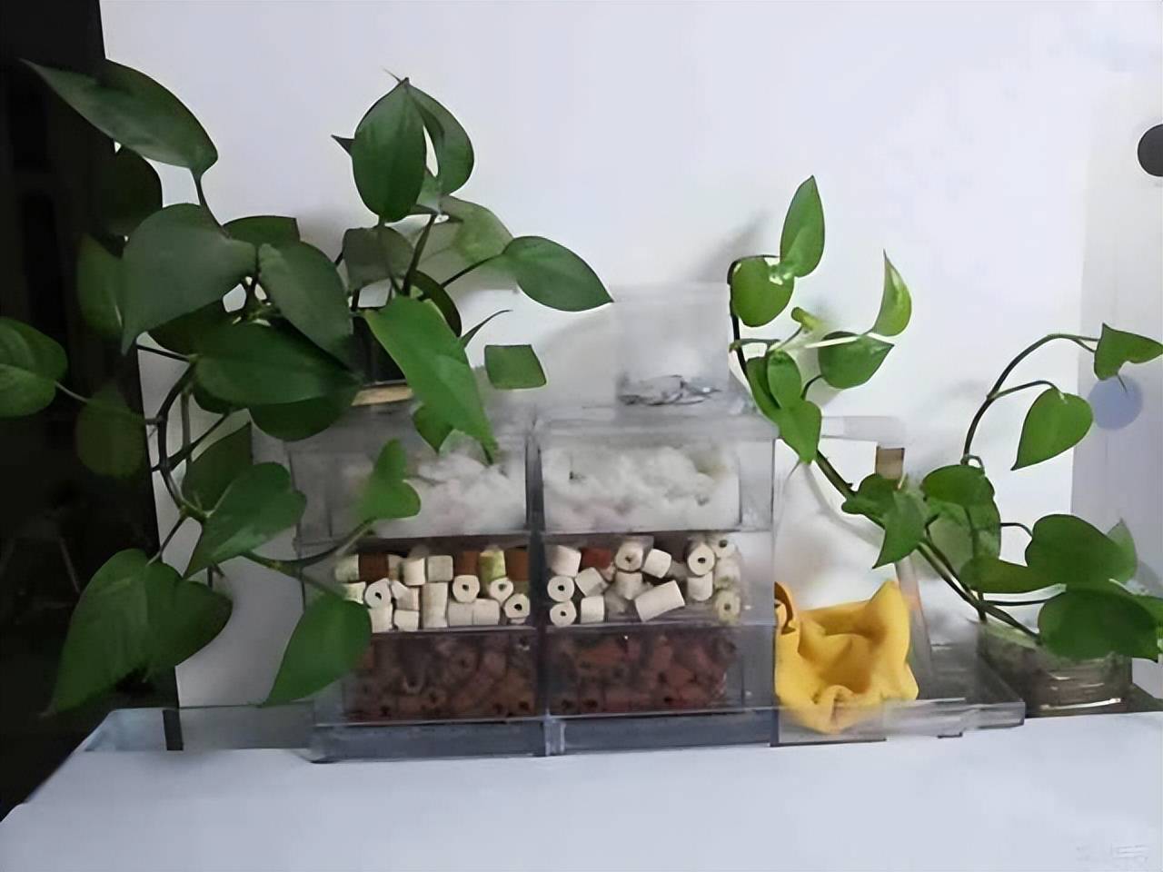 Trên trồng cây cảnh dưới nuôi cá vàng, vừa ngắm đã mắt vừa đón điềm lành, nhận tài lộc - Ảnh 11.