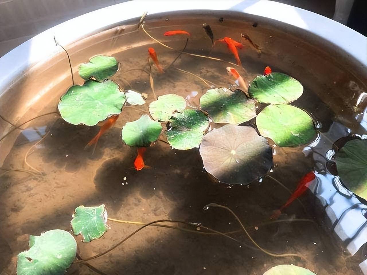 Trên trồng cây cảnh dưới nuôi cá vàng, vừa ngắm đã mắt vừa đón điềm lành, nhận tài lộc - Ảnh 3.