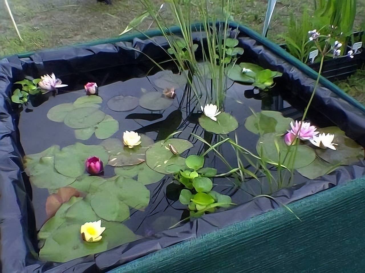 Trên trồng cây cảnh dưới nuôi cá vàng, vừa ngắm đã mắt vừa đón điềm lành, nhận tài lộc - Ảnh 5.