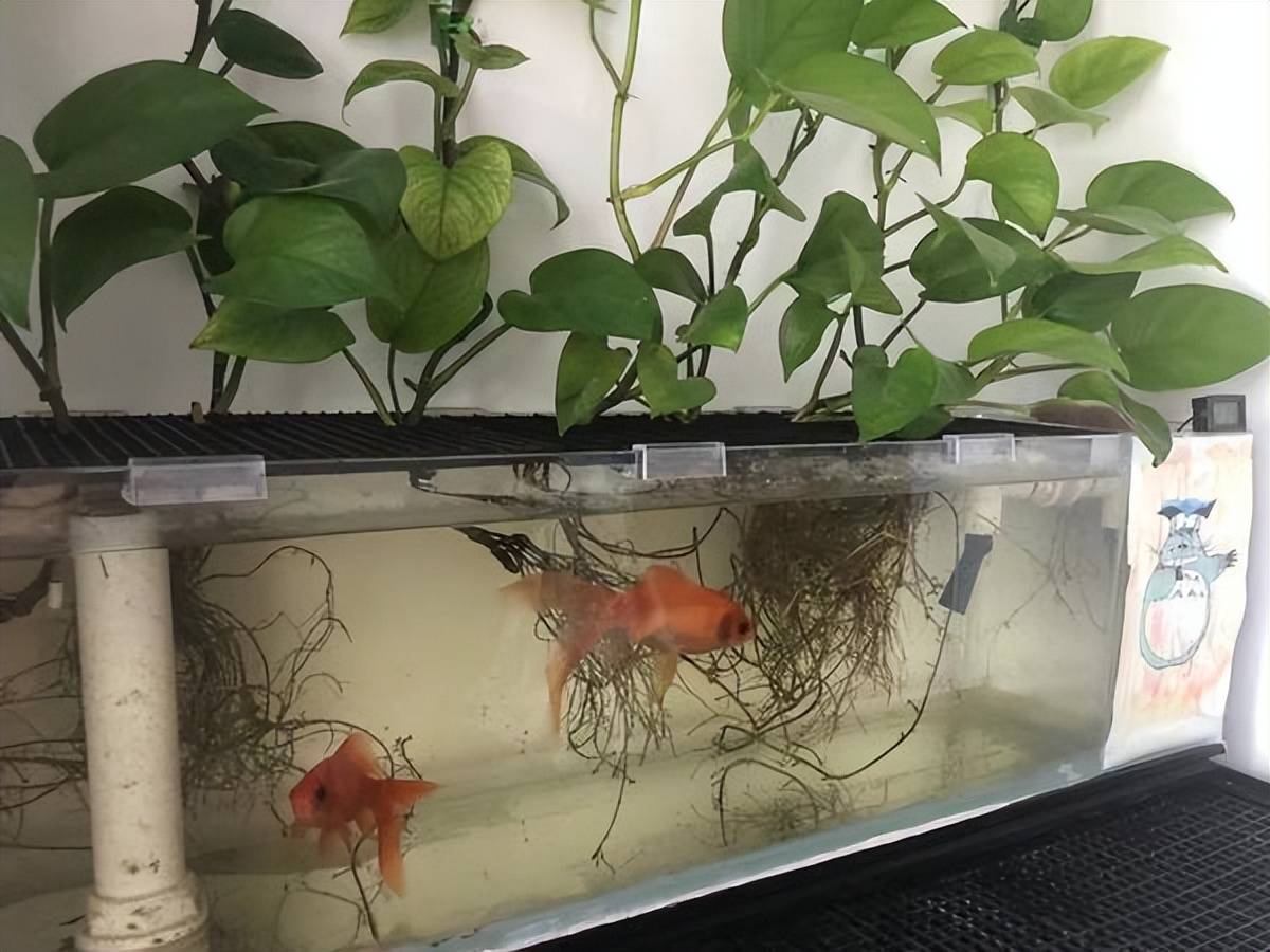 Trên trồng cây cảnh dưới nuôi cá vàng, vừa ngắm đã mắt vừa đón điềm lành, nhận tài lộc - Ảnh 7.