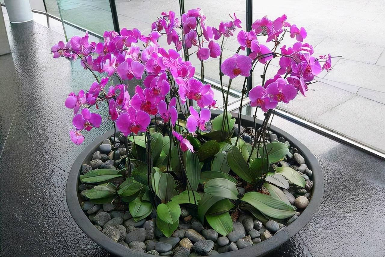 8 cây cảnh trở thành "bà bầu" trong tháng 7, 8, chăm sóc tốt hoa bung nở rực rỡ - Ảnh 4.