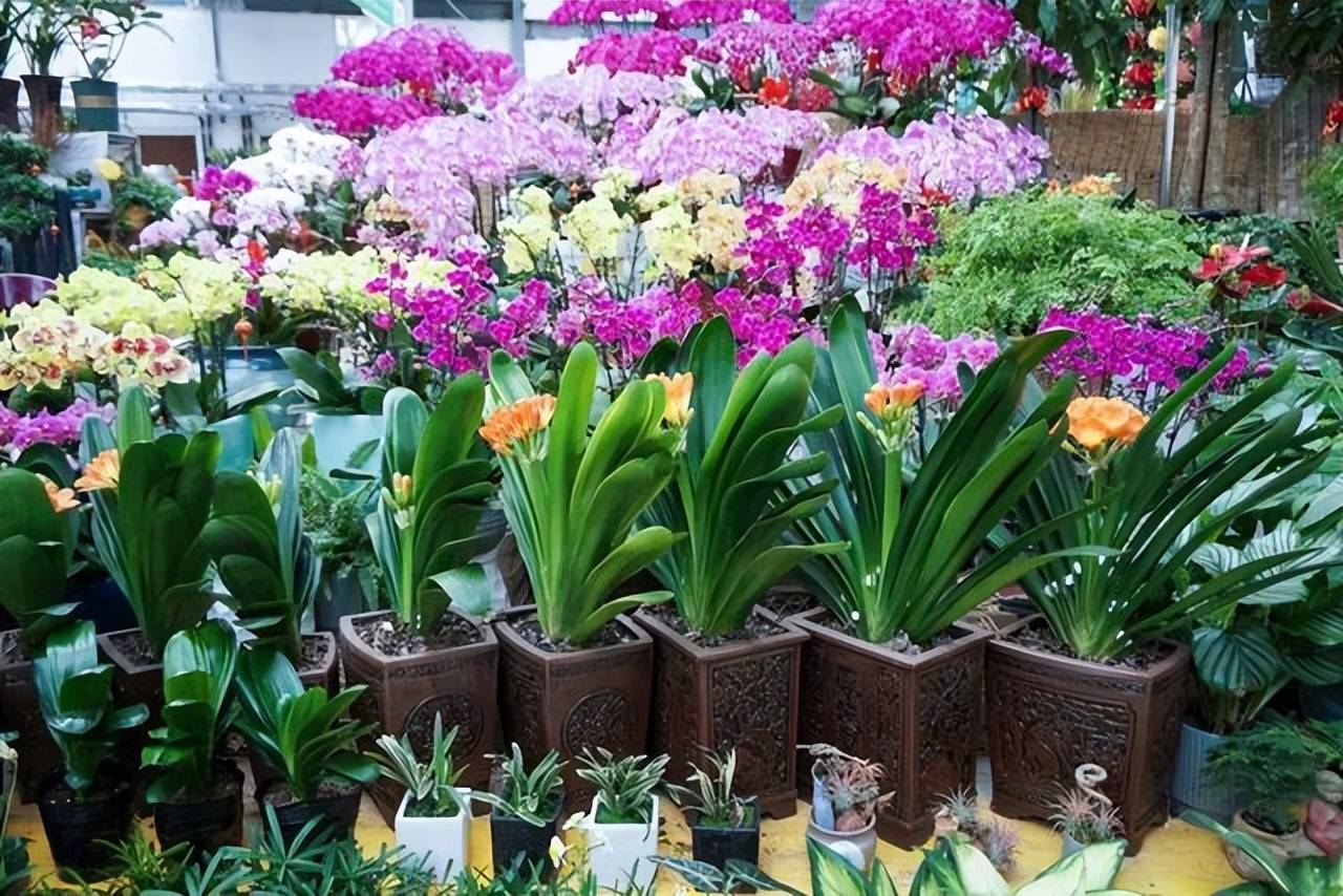 8 cây cảnh trở thành "bà bầu" trong tháng 7, 8, chăm sóc tốt hoa bung nở rực rỡ - Ảnh 5.