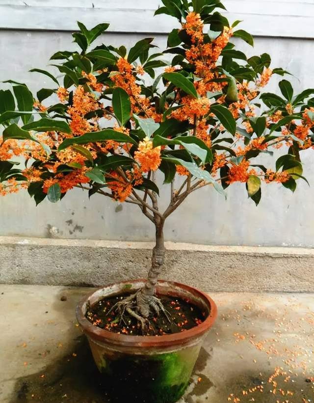 8 cây cảnh trở thành "bà bầu" trong tháng 7, 8, chăm sóc tốt hoa bung nở rực rỡ - Ảnh 8.